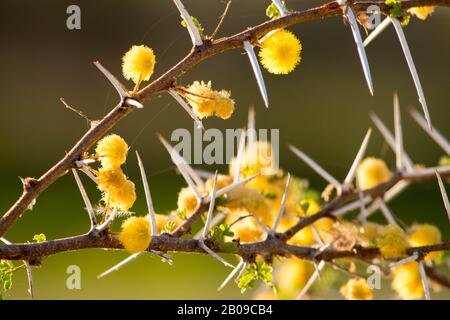 Gelbe kleine Blumen auf einem Dorn, die während einer Busch-Safari in namibia gesichtet wurden Stockfoto