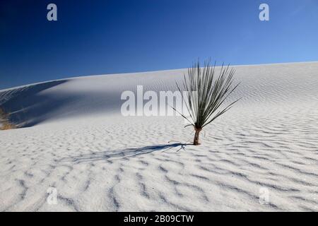 Eine Yucca-Anlage auf einer Sanddüne - White Sands National Monument, New Mexico Stockfoto