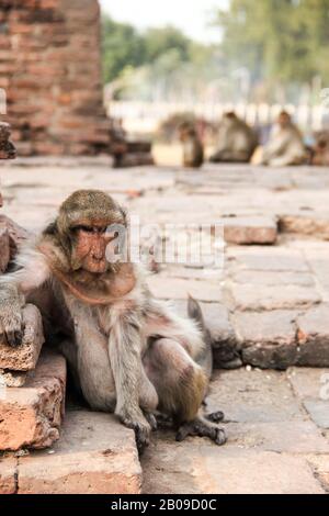 Alter, fetter und fauler Affe in den Ruinen von Lopburi, Thailand Stockfoto