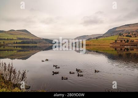 Enten im Reservoir - Dovestone Stockfoto