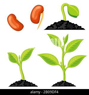 Pflanzenstufen von Saatgut bis Spross. Organischer Anbaubetrieb, naturgrüne Pflanze isoliert. Vektorgrafiken Stock Vektor
