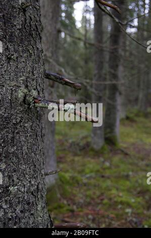 Waldwaldszene in Schweden nach einigen schweren Stürmen mit zerbrochenen und gestürzten Bäumen, ausgegrabenen Wurzeln und nassem moosem Boden Stockfoto