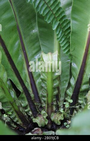 Oceaniopteris gibba, Blechnum gibbbum, Silberdasein Farn Stockfoto