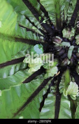 Oceaniopteris gibba, Blechnum gibbbum, Silberdasein Farn Stockfoto