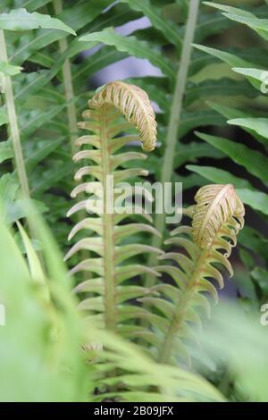 Oceaniopteris gibba, Blechnum gibbbum, Silberdasein Farn Stockfoto