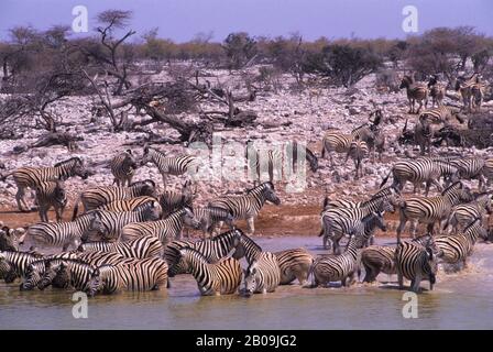 DER NATIONALPARK ETOSHA, DIE ZEBRAS AM WASSERLOCH Stockfoto