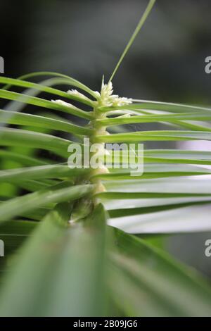 Oceaniopteris gibba, Blechnum gibbbum, Silberdasein Farn Stockfoto
