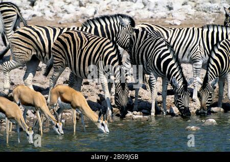 AN WASSERLOCH TRINKEN IN DER HAUPTSTADT AUCH DER NATIONALPARK ETOSHA, ZEBRAS UND SPRINGBOK Stockfoto