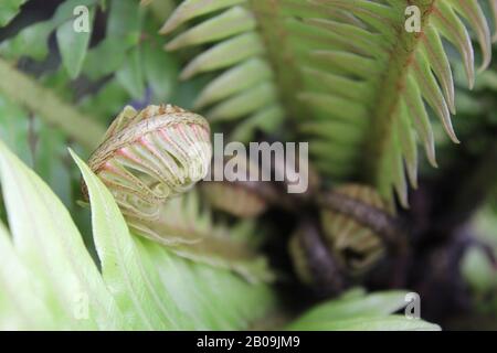 Oceaniopteris gibba, Blechnum gibbbum, Silberdasein Farn Stockfoto