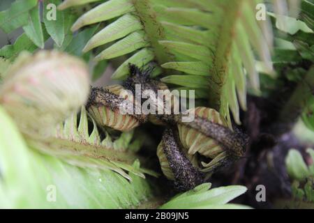 Oceaniopteris gibba, Blechnum gibbbum, Silberdasein Farn Stockfoto