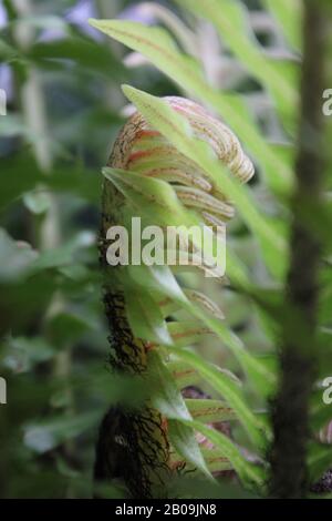 Oceaniopteris gibba, Blechnum gibbbum, Silberdasein Farn Stockfoto