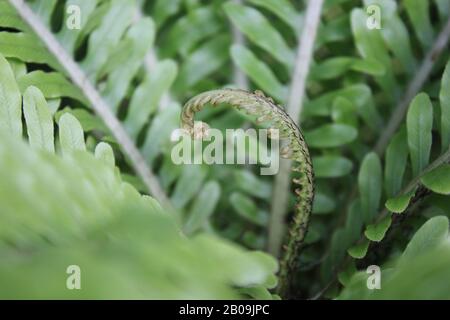 Oceaniopteris gibba, Blechnum gibbbum, Silberdasein Farn Stockfoto