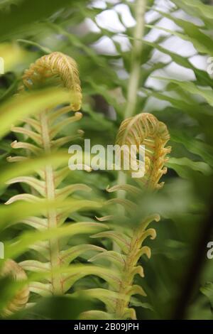 Oceaniopteris gibba, Blechnum gibbbum, Silberdasein Farn Stockfoto