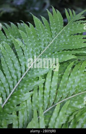 Oceaniopteris gibba, Blechnum gibbbum, Silberdasein Farn Stockfoto
