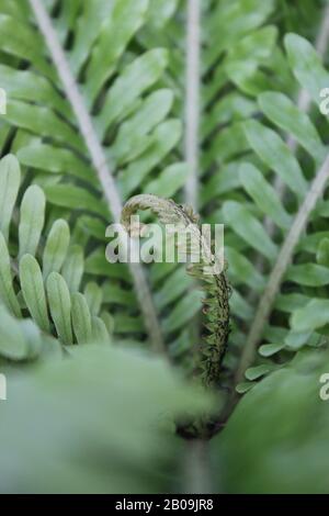 Oceaniopteris gibba, Blechnum gibbbum, Silberdasein Farn Stockfoto