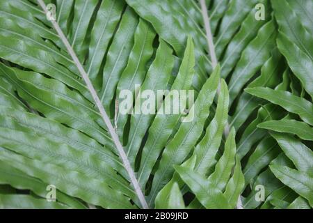 Oceaniopteris gibba, Blechnum gibbbum, Silberdasein Farn Stockfoto
