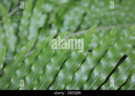 Oceaniopteris gibba, Blechnum gibbbum, Silberdasein Farn Stockfoto