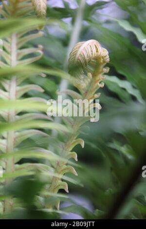 Oceaniopteris gibba, Blechnum gibbbum, Silberdasein Farn Stockfoto