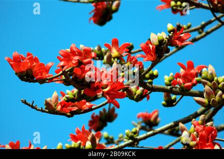 Eine Blüte aus roten Seidenblumen (Bombax ceiba) oder Shimul, im Frühling in Narschingdi, Bangladesch. Februar 2011. Stockfoto