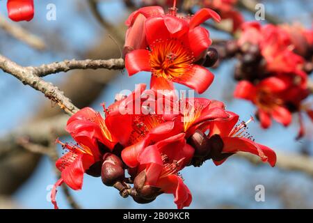 Eine Blüte aus roten Seidenblumen (Bombax ceiba) oder Shimul, im Frühling in Narschingdi, Bangladesch. Februar 2011. Stockfoto