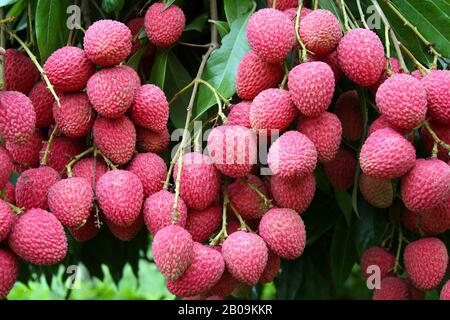 Lychee-Früchte ( Litchi chinensis), lokal Lichu genannt. Dinajpur. Bangladesch. 2008. Stockfoto