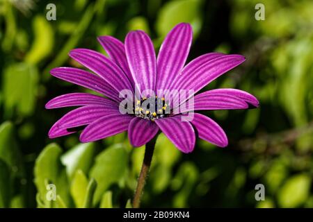 Dimorphotheca ecklonis oder Osteospermum, (Cape Marguerite, Van Staden's River Daisy, Sundays River Daisy, White Daisy Bush, Blue-and-White Daisy Bush. Stockfoto