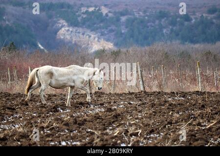 Weißes Pferd spaziert auf gepflügtem Feld auf Bergwaldhintergrund. Malerische ländliche Landschaft mit Weinbergen im Winter Stockfoto