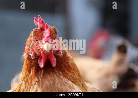 Huhn auf dem Bauernhof, Geflügel und Haushaltskonzept. Porträt der braunen Henne mit Blick auf die Kamera Stockfoto