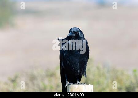 American Crow, corvus brachyrhynchos, auf einem Zaunpfosten sitzend. Kalifornien, Vereinigte Staaten von Amerika Stockfoto