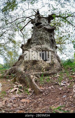 Uralter majestätischer Platane, fotografiert von einer Fischaugenlinse Stockfoto