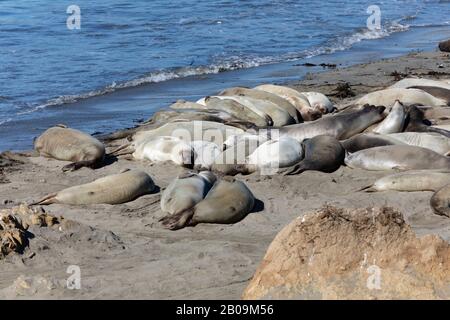 Weibliche Northern Elephant Robben, mirounga angustirostris, am Strand von San Simeon, Kalifornien, Vereinigte Staaten von Amerika Stockfoto