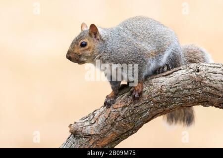 Grauhörnchen (Sciurus carolinensis). Dakota County, Minnesota. Mitte Dezember. Stockfoto