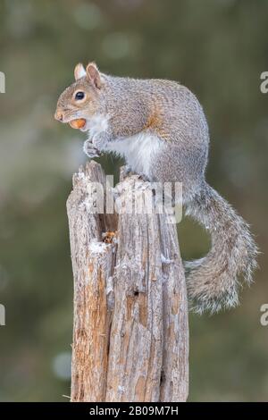 Graues Hörnchen (Sciurus carolinensis), das eine Haselnuss isst. Dakota County, Minnesota. Mitte Dezember. Stockfoto