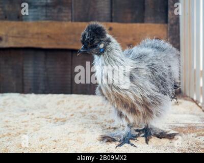 Erstaunliche flauschige Hühner. Rasse chinesische Seide, sehr ungewöhnliche Vögel Stockfoto