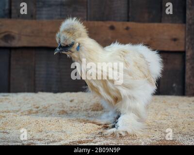 Erstaunliche flauschige Hühner. Rasse chinesische Seide, sehr ungewöhnliche Vögel Stockfoto