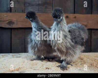 Erstaunliche flauschige Hühner. Rasse chinesische Seide, sehr ungewöhnliche Vögel Stockfoto