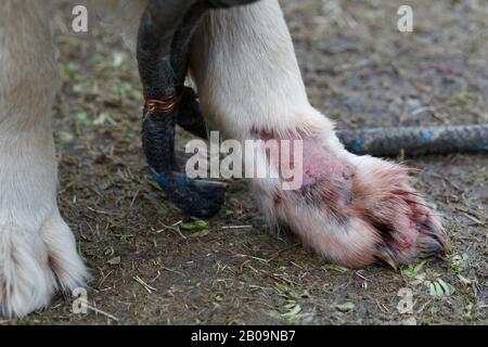 Hauterkrankung von Hundefiertieren. Behandeln Sie die Dermatitis von Golden Retriever. Behandeln Sie eine Dermatitis-Infektion am Bein. Stockfoto