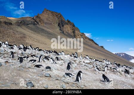 Adélie Pinguin, Pygoscelis adeliae Nisting auf Devil Island, in der Gruppe James Ross Island vor der Nordostspitze der antarktischen Halbinsel. Stockfoto