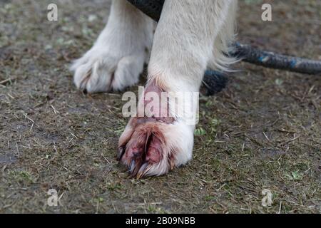 Hauterkrankung von Hundefiertieren. Behandeln Sie die Dermatitis von Golden Retriever. Behandeln Sie eine Dermatitis-Infektion am Bein. Stockfoto