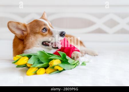 Cute Corgi Hund in stilvollen roten Bomberjacke sitzen in der Nähe Tulpen Blumen. Konzept Haustiermode Stockfoto