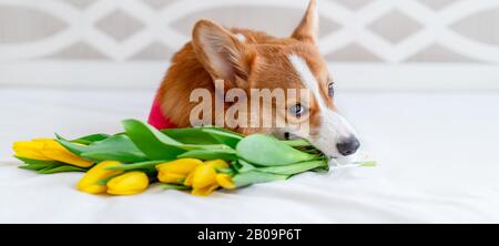 Cute Corgi Hund in stilvollen roten Bomberjacke sitzen in der Nähe Tulpen Blumen. Konzept Haustiermode Stockfoto