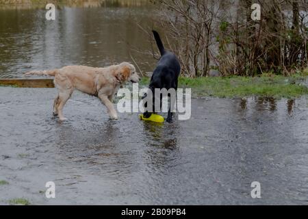 Zwei Hunde spielen im Hochwasserwasser. Stockfoto