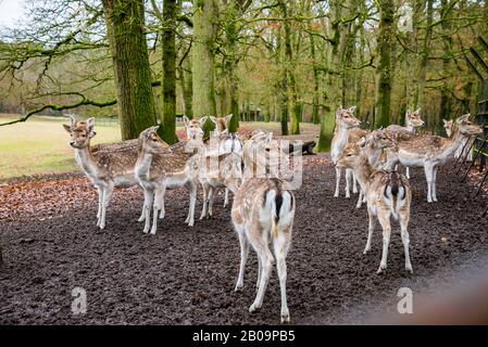 Fewns in Wald in Zeist, Niederlande Stockfoto