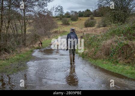 Ein Mann läuft seinen Hunden auf einem überfluteten Fußweg in Baildon, Yorkshire. Stockfoto
