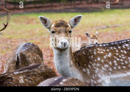 Fewns in Wald in Zeist, Niederlande Stockfoto