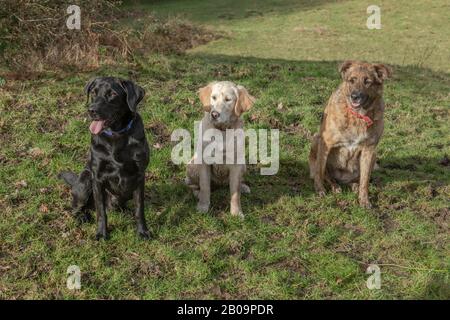 Drei Hunde sitzen zusammen und schauen nach rechts. Stockfoto