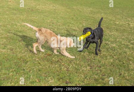 Hunde im Spiel. Ein junger Goldener Retriever spielt mit einem schwarzen Labrador. Sie teilen sich ein Dummy-Spielzeug mit Schießhund. Stockfoto