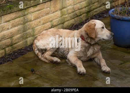 Ein nasser und schlammiger goldener Vergeltungswelpen liegt auf einer Terrasse. Stockfoto