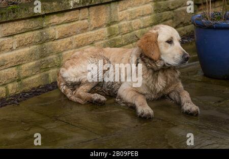 Ein nasser und schlammiger goldener Vergeltungswelpen liegt auf einer Terrasse. Stockfoto