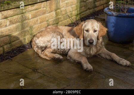 Ein nasser und schlammiger goldener Vergeltungswelpen liegt auf einer Terrasse. Stockfoto